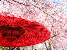 神社に桜が多い理由